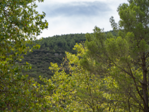 Més informació sobre l'article Alcover reclama a la Generalitat un nou model de protecció del territori basat en la gestió forestal i la dignificació dels Bombers Voluntaris