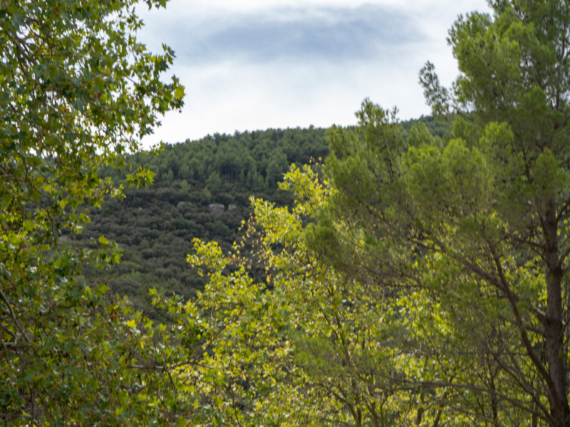 Actualment esteu veient Alcover reclama a la Generalitat un nou model de protecció del territori basat en la gestió forestal i la dignificació dels Bombers Voluntaris